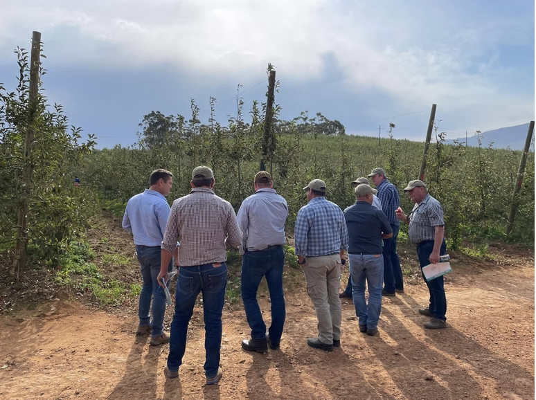 Sourcing team walking through a trellised apple orchard