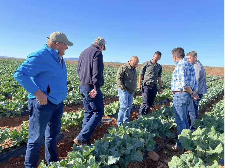 Team assessing a cabbage crop in an irrigated vegetable field