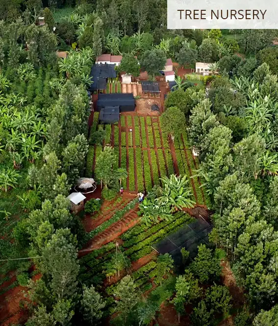 Aerial view of a tree nursery with seedling beds and shade tunnels